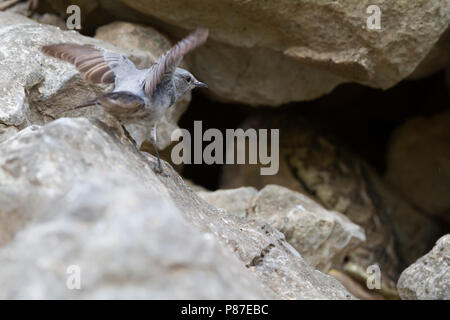 Blackstart-schwarzschwanz - Cercomela melanura ssp. neumanni, Oman Angriff auf einen Puff adder Bitis arietans Stockfoto