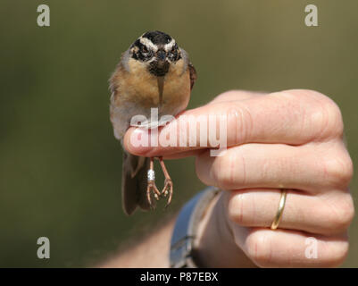 Zwartkeelheggenmus, Black-throated Accentor, Prunella atrogularis Stockfoto