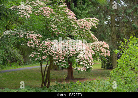 Koreanische Hartriegelbaum in botanischen Garten Dublin, Irland Stockfoto