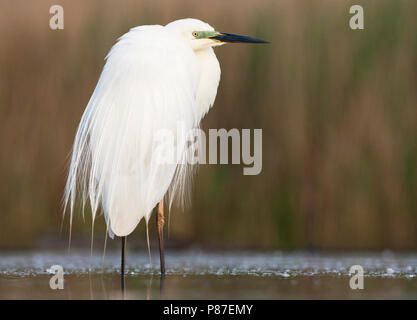 Grote Zilverreiger staand in Wasser; Western Great Egret stehend im Wasser Stockfoto