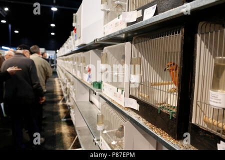 Grote kruisbek ; papagei gegenwechsel; Stockfoto