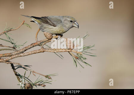 Grote Kruisbek ; papagei Gegenwechsel Stockfoto