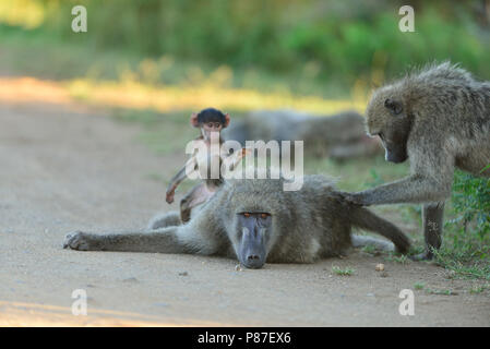 Baby Pavian spielen Aktion niedlichste Affe in Kruger Stockfoto