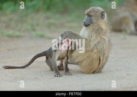 Baby Pavian spielen Aktion niedlichste Affe in Kruger Stockfoto