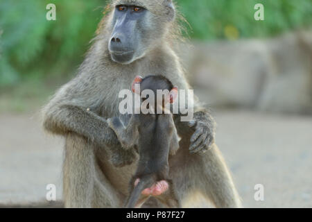 Baby Pavian spielen Aktion niedlichste Affe in Kruger Stockfoto