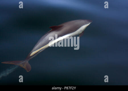 Gestreifter Delfin Stockfoto