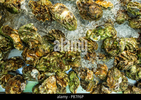 Frische Muscheln mit Eis Stockfoto