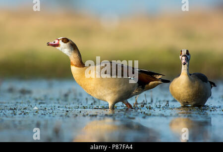 Nilgans (Alopochen Aegyptiacus) stehen in einem überfluteten Wiese Stockfoto