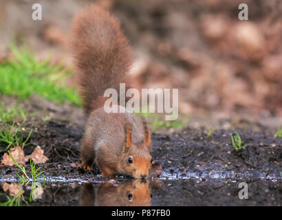 Eichhörnchen (Sciurus vulgaris) trinken an einer Station im Wald Stockfoto