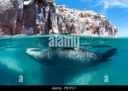 Schlafen Braun Kalifornische Seelöwe im Los Islotes, La Paz (zalophus californianus) Stockfoto