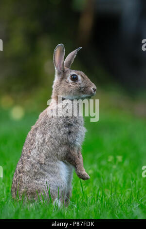 Europäische Kaninchen (Oryctolagus cuniculus) in einem grassfield Stockfoto