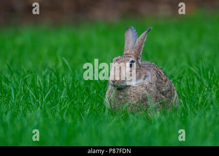 Europäische Kaninchen (Oryctolagus cuniculus) in einem grassfield Stockfoto