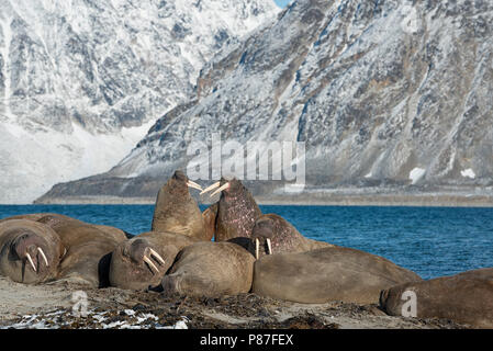 Gruppe der Walrosse in Nordvest-Spitsbergen Smeerenburgfjord, Nationalpark, Svalbard, Norwegen. Stockfoto