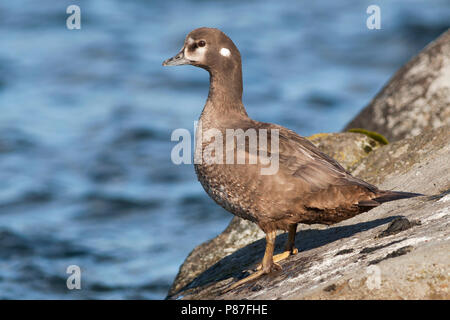 Harlequin Duck, Harlekijneend, Histrionicus histrionicus, Island, erwachsene Frau Stockfoto