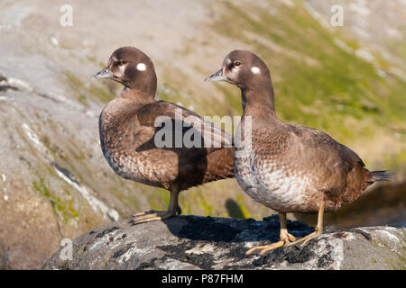 Harlequin Duck, Harlekijneend, Histrionicus histrionicus, Island, erwachsene Frau Stockfoto