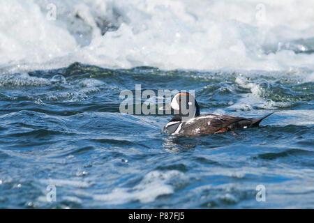 Harlequin Duck, Harlekijneend, Histrionicus histrionicus, Island, männlichen Erwachsenen Stockfoto