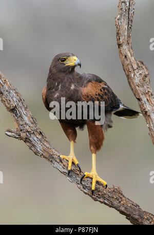 Erwachsene Frau Hidalgo Co., TX März 2014 Stockfoto