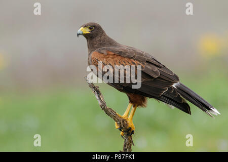 Erwachsene Frau Hidalgo Co., TX März 2014 Stockfoto