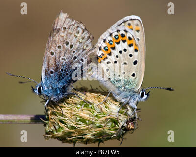 Heideblauwtje/Silber - verzierte Blau (Plebejus argus) Stockfoto