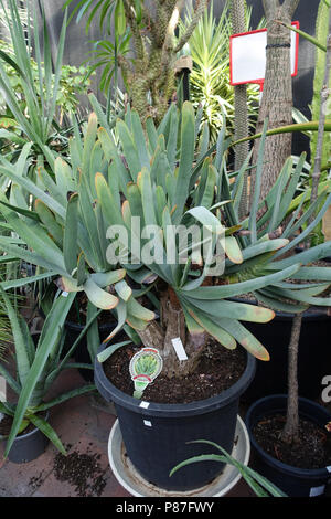 Kumara Plicatilis oder als Aloe plicatilis oder der Lüfter - Aloe bekannt Stockfoto