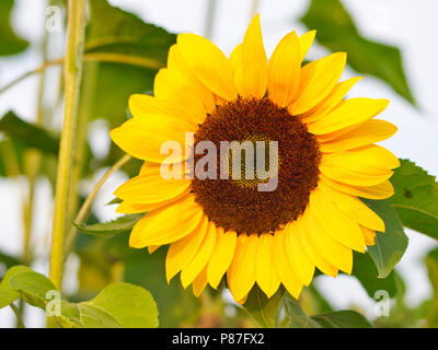 Sonnenblume im Garten Stockfoto