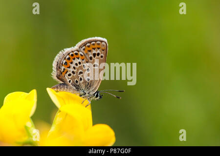 Heideblauwtje/Silber - verzierte Blau (Plebejus argus) Stockfoto