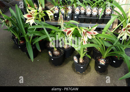 Hippeastrum Papilio oder als Schmetterling Amaryllis bekannt Stockfoto