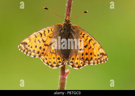 Herdersparelmoervlinder/Shepherd's Fritillary (Boloria pales) Stockfoto