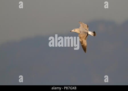 Silbermöwe Silbermöwe, Larus argentatus -, Deutschland, 2. Winter Stockfoto