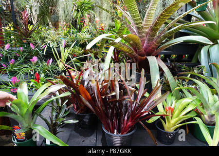 Gemischte Farben von vriesea Pflanzen oder als Vriesia draco Bromelie bekannt Stockfoto