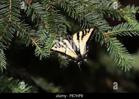 Western Tiger Swallowtail auf Douglas Fir Stockfoto