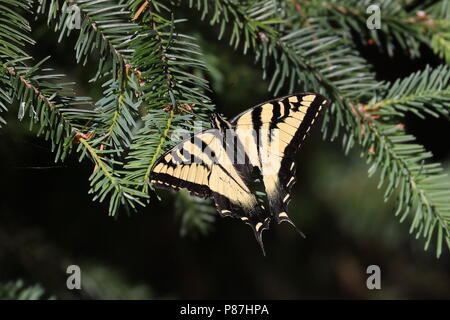 Western Tiger Swallowtail auf Douglas Fir Stockfoto