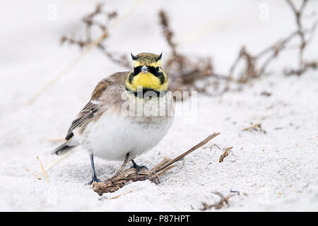 Shore Lerche - ohrenlerche - Eremophila alpestris Flava, Deutschland Stockfoto