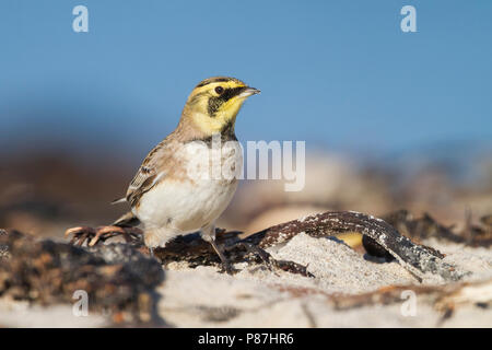 Shore Lerche - ohrenlerche - Eremophila alpestris Flava, Deutschland Stockfoto