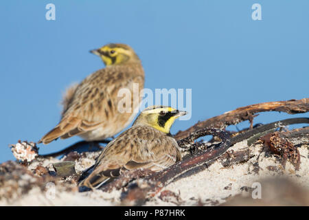 Shore Lerche - ohrenlerche - Eremophila alpestris Flava, Deutschland Stockfoto