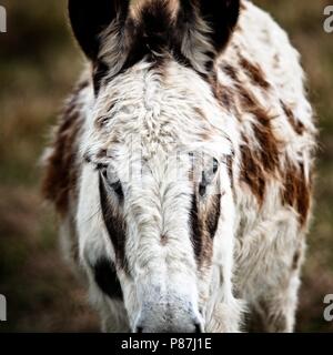 Südöstlichen TX USA - 3/16/2018 - Alte kleine Esel Portrait, das in einem Feild mit Texas Longhorn Rinder war. Stockfoto