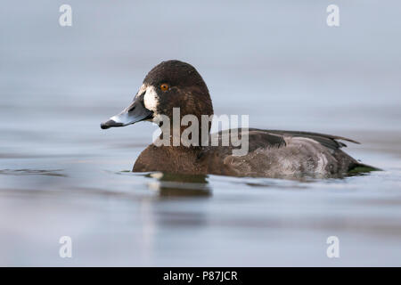 Hybrid gemeinsame Pochard x Reiherente, Hybride Kuifeend x Tafeleend, Aythya ferina x A. fuligula, Frankreich, erwachsene Frau Stockfoto