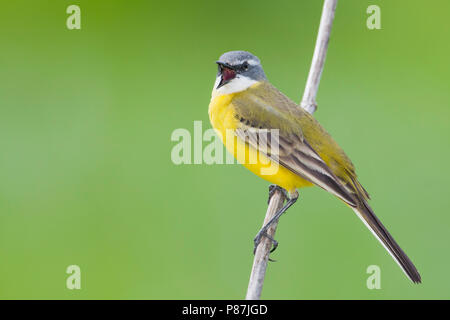 Iberischen Schafstelze - Spanische Schafstelze Motacilla flava - ssp. iberiae, Mallorca, männlichen Erwachsenen Stockfoto