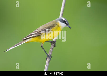 Iberischen Schafstelze - Spanische Schafstelze Motacilla flava - ssp. iberiae, Mallorca, männlichen Erwachsenen Stockfoto