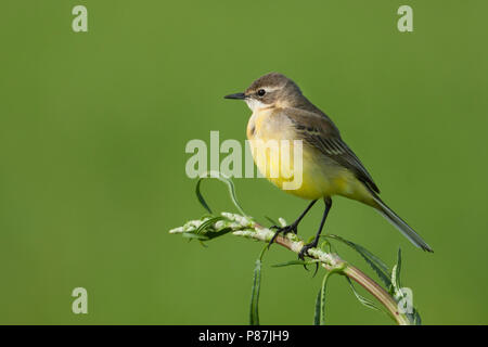 Iberischen Schafstelze - Spanische Schafstelze Motacilla flava - ssp. iberiae, Mallorca, erwachsene Frau Stockfoto