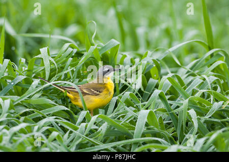 Iberischen Schafstelze - Spanische Schafstelze Motacilla flava - ssp. iberiae, Mallorca, männlichen Erwachsenen Stockfoto