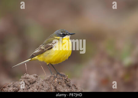 Iberischen Schafstelze - Spanische Schafstelze Motacilla flava - ssp. iberiae, Mallorca, männlichen Erwachsenen Stockfoto