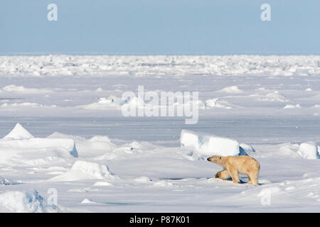 IJsbeer lopend op het pakijs; Eisbär zu Fuß auf der Pack-Eis Stockfoto