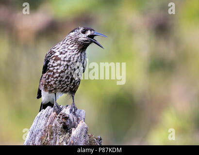 Nussknacker - Tannenhäher, Nucifraga caryocatactes caryocatactes ssp., Russland (Ural), Erwachsene Stockfoto