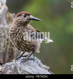 Nussknacker - Tannenhäher, Nucifraga caryocatactes caryocatactes ssp., Russland (Ural), Erwachsene Stockfoto