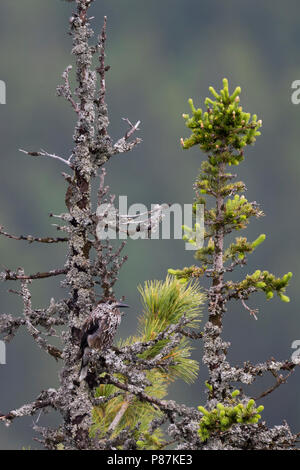 Nussknacker - Tannenhäher, Nucifraga caryocatactes caryocatactes ssp., Russland (Ural), Erwachsene Stockfoto