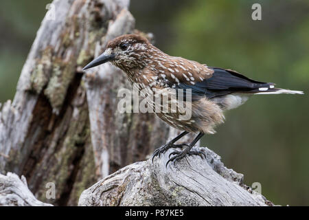 Nussknacker - Tannenhäher, Nucifraga caryocatactes caryocatactes ssp., Russland (Ural), Erwachsene Stockfoto