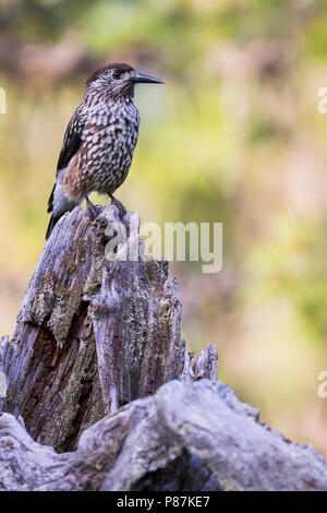 Nussknacker - Tannenhäher, Nucifraga caryocatactes caryocatactes ssp., Russland (Ural), Erwachsene Stockfoto