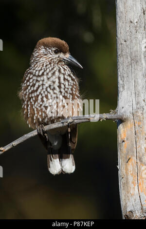 Nussknacker, Notenkraker, Nucifraga caryocatactes caryocatactes ssp., Rumänien, Erwachsene Stockfoto