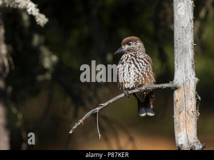 Nussknacker, Notenkraker, Nucifraga caryocatactes caryocatactes ssp., Rumänien, Erwachsene Stockfoto